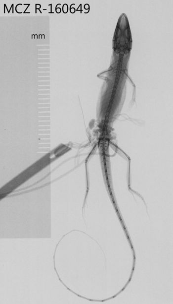 Media type: image;   Herpetology R-160649 Aspect: dorsoventral x-ray